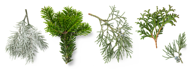 set / collection of evergreen fir tree and juniper twigs, isolated natural green design elements for Christmas, holiday, nature or winter backgrounds and layouts, cut-out PNG, top view / flat lay