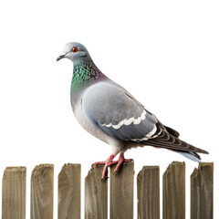Adult racing pigeon perched on fence.