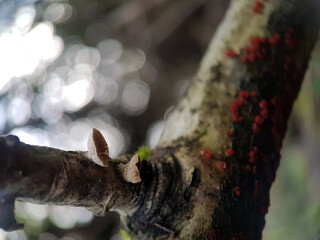 trunk with moss