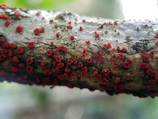 slime mold on tree