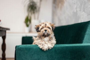 Lhasa apso pupy on a couch