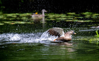 goose on the water