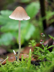 mushroom in the forest