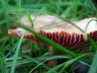 mushroom in grass