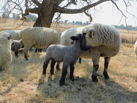 A closeup photo of a beige colored Hampshire Down Ewe Sheep standing next to and caressing  her cute little Lamb that is grey in color with a black face and legs, on a golden grass field.