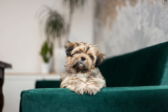 Lhasa apso pupy on a couch