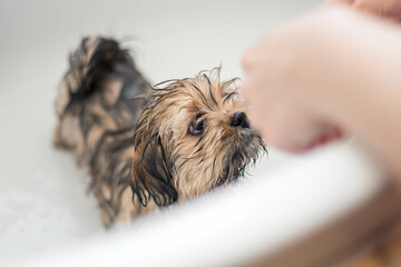 dogs bath