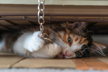 ミケの子猫