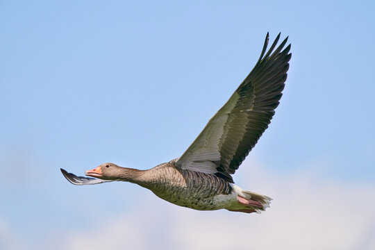 Fliegende Graugans