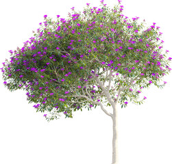 Side view of tree full of flowers