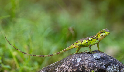 lizard on a leaf