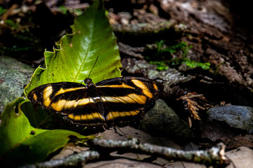 beetle on a leaf