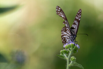 butterfly on a flower