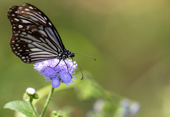 butterfly on a flower