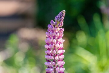 Selective focus shot of a wild pink lupine flower on a field