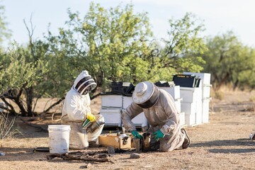 People in protective beekeeping suits working on hive boxes in bee yard