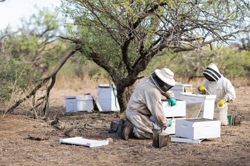 Two beekeepers working on bee hives in a bee yard (apiary) under a mesquite tree.