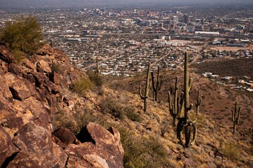 Saguaros and downtown Tucson, Arizona from the top of Tumamac Hill.