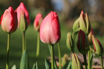 Fototapeta premium A group of closed pink tulip flower buds, Tulipa, blooming in springtime 