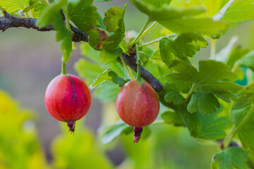Macro view of bush with red gooseberries growing in garden.