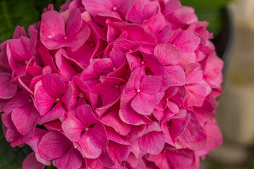 Macro view of pink hydrangea flowers blooming in garden. 