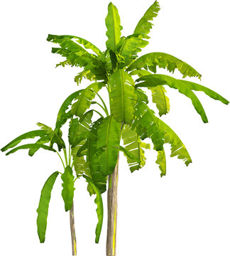 Side view of banana tree