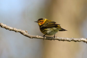 Chestnut sided Warbler