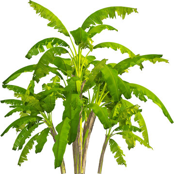 Side view of banana tree