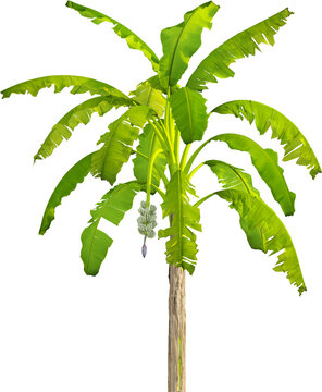 Side view of banana tree