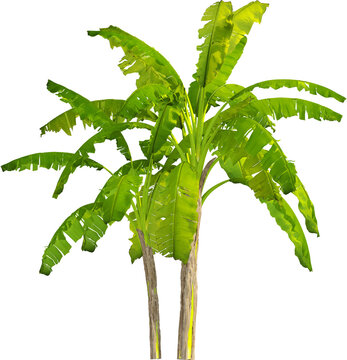 Side view of banana tree