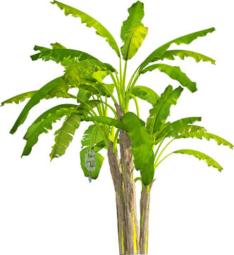Side view of banana tree