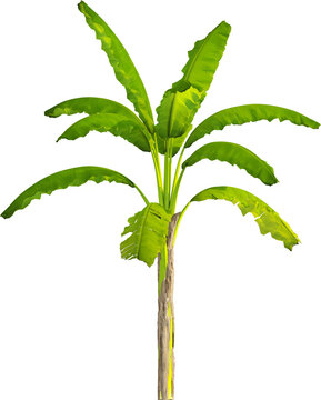 Side view of banana tree