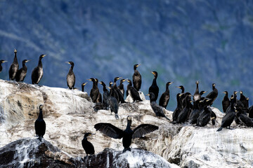 Colony of great cormorants on a rock in Kamøyvær in Northern Norway near North Cape on late summer evening in August 2022 with rocks showing signs of discolouration due to bird poo.