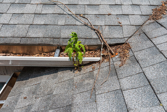 Gutter in below the vally of the roof that goes out over the roof on a dormer with leaves branches in the gutter they keep enought water in the gutter so weeds can grow.