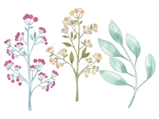 Field meadow floral rose twig set Green leaves, wedding concept with flowers, floral poster, invite, watercolor  e;ements isolated f