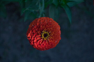 Red  flower