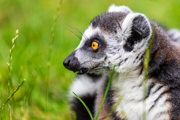 Portrait of ring-tailed lemur catta on the green background