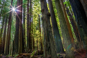 Captivating Time-Lapse: Sunlit Majesty of Redwood National Park's Forest Trees in 4K