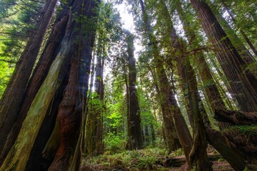 Captivating Time-Lapse: Sunlit Majesty of Redwood National Park's Forest Trees in 4K