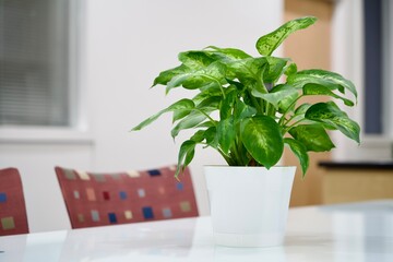 Potted plant in the office