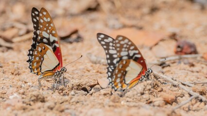 two colorful butterflies are walking through the dirt by some leaves