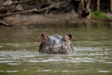 a hippo is laying in the water looking for food