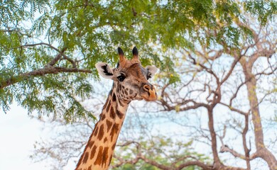 Giraffe stands in a sun-drenched savanna