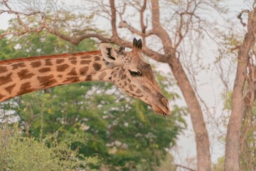 the giraffe has long neck and is looking to the left