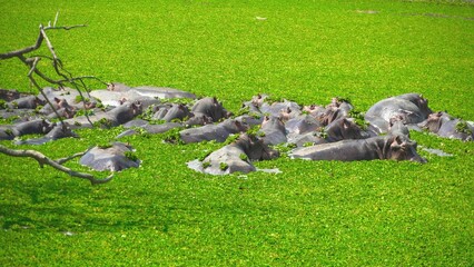 Group of hippopotami resting in a green lake near a large tree
