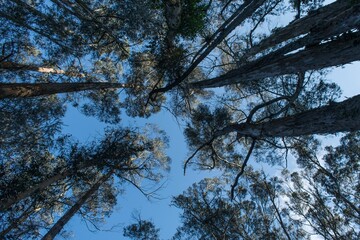 trees standing straight up against the sky in the forest from low angle