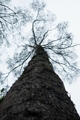 Fototapeta premium Low-angle shot of a large, lush tree with bright green leaves, reaching up to the sky