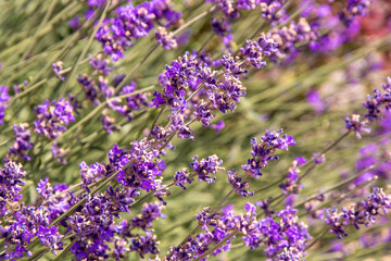 Purple lavender flowers bush. Flower in the field. Nature background. Grow a fragrant plant in the garden. Summer flower honey plant closeup.