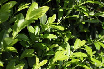 Fresh green leaves of prunus laurocerasus