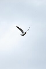 Black-headed gull flying in the sky.